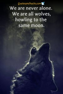 30 Lone Wolf Quotes That Will Trigger Your Mind - Quotes And Hacks