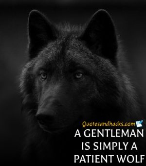 30 Lone Wolf Quotes That Will Trigger Your Mind