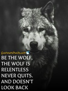 30 Lone wolf quotes that will trigger your mind