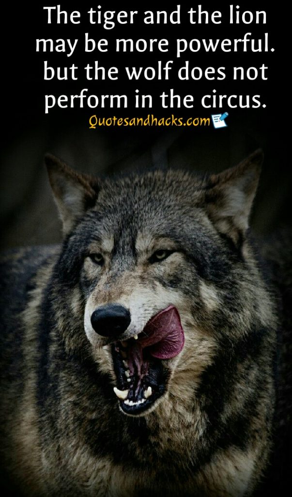 30 Lone wolf quotes that will trigger your mind - Quotes ...