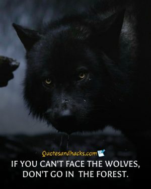 64 Lone wolf quotes that will trigger your mind