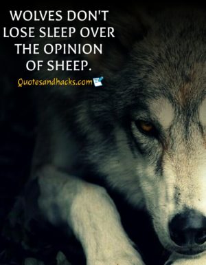 30 Lone wolf quotes that will trigger your mind - Quotes and Hacks