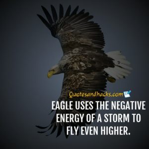 30 Best Eagle Quotes - Quotes and Hacks