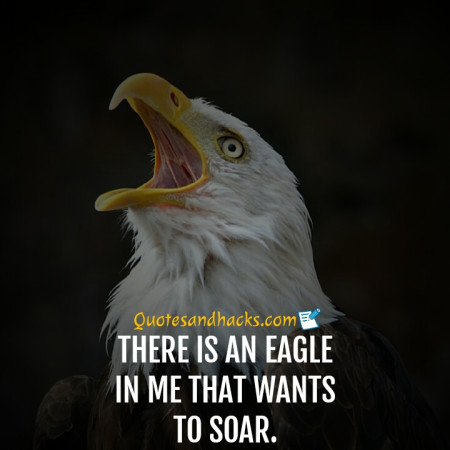 30 Best Eagle Quotes - Quotes And Hacks