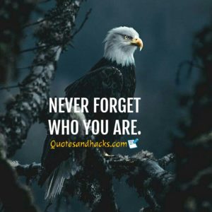 30 Best Eagle Quotes