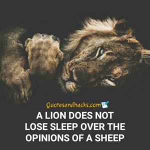 50 Best Lion Quotes - Quotes and Hacks