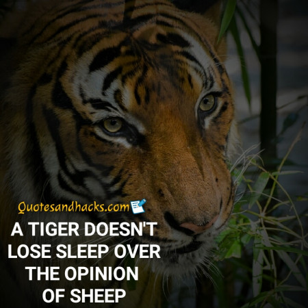 tiger quotes