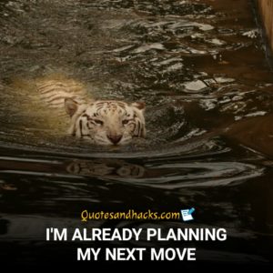 25 Best Tiger quotes - Quotes and Hacks