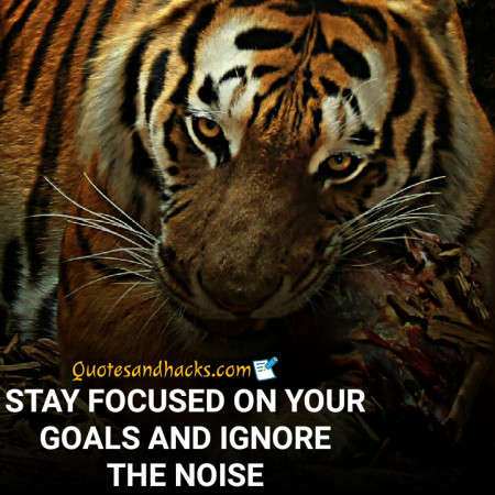 tiger quotes