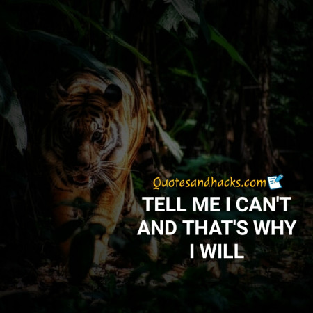 tiger quotes