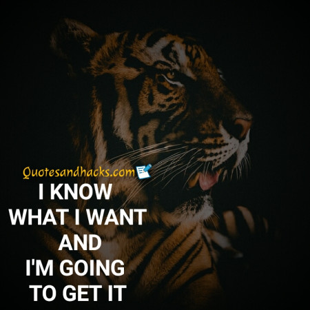 tiger quotes