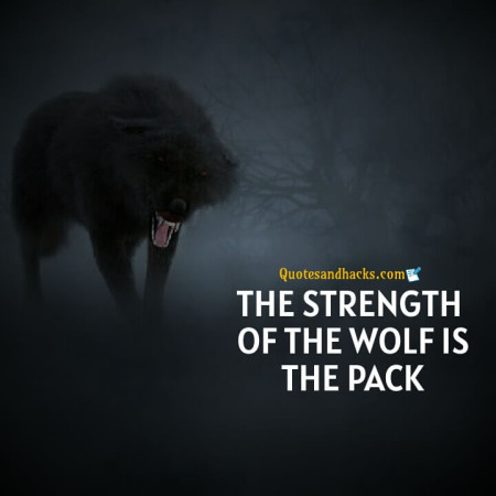 Wolf motivational quotes
