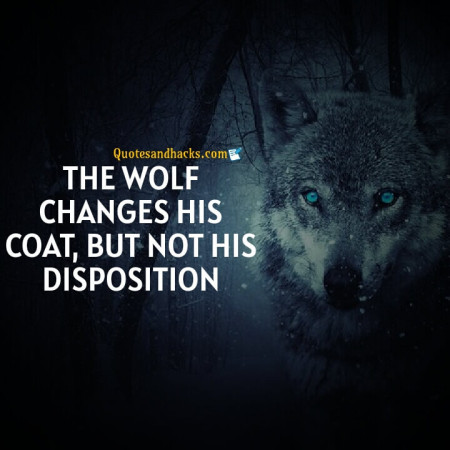 Wolf motivational quotes