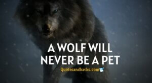 wolf motivational quotes