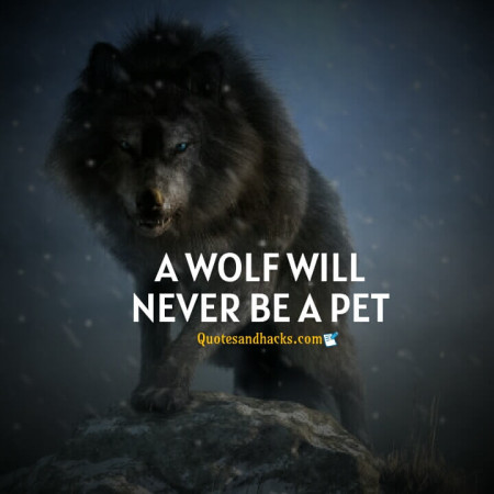 wolf motivational quotes