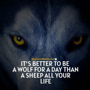 30 Best wolf motivational quotes