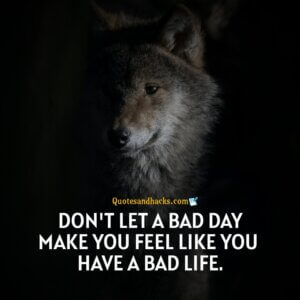 30 Best wolf motivational quotes