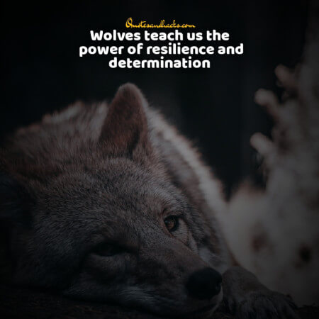 Lone wolf quotes