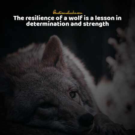 Lone wolf quotes