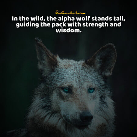 Lone wolf quotes