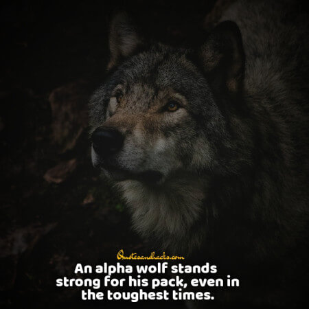 Lone wolf quotes