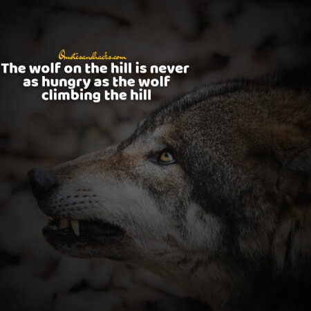 Lone wolf quotes