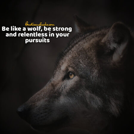 Lone wolf quotes