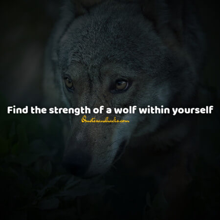 Lone wolf quotes